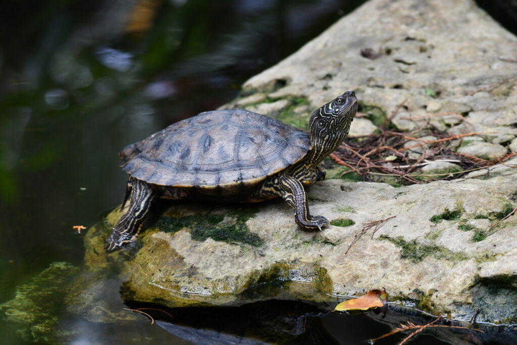 tortuga falsa mapa